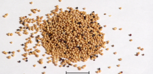 Mustard Seed